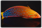Red Coris Wrasse - Adult